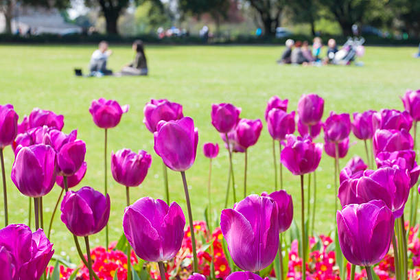 istock Tulips in the park Background 517470913