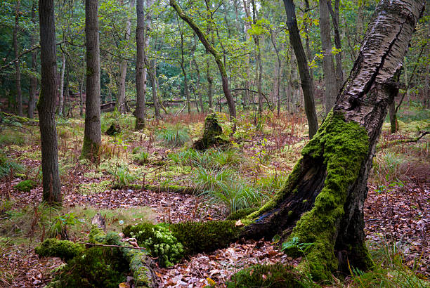 Landscape image of dead moss-covered wood rotting in a forest of nature reserve Devener Holz near small town Demmin in Mecklenburg-Vorpommern, Germany. September 2014