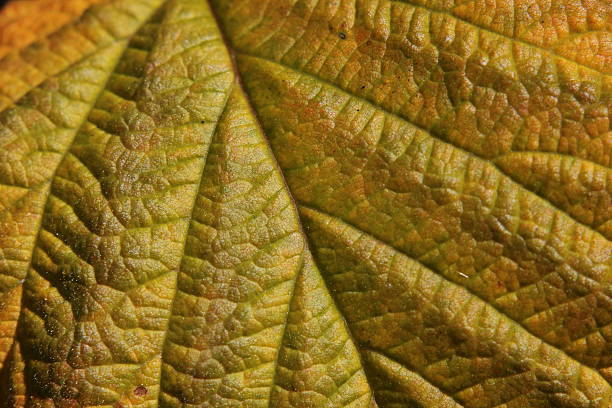 istock Yellow Blackberry Leaf 517471169