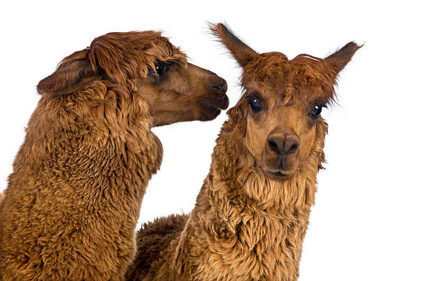 istock Alpaca whispering at another Alpaca's ear against white background 517471470