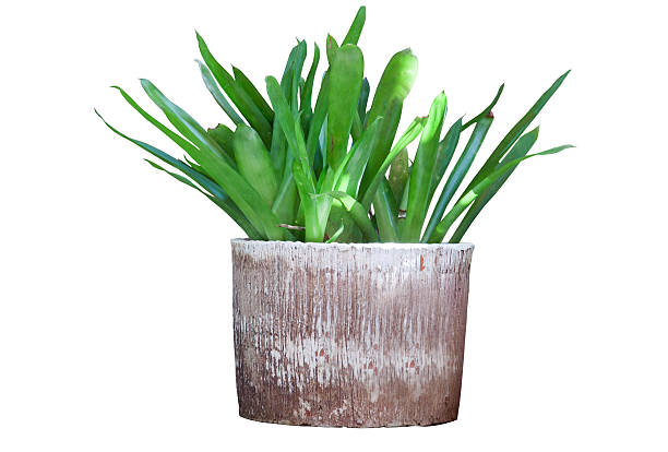 istock Ornamental trees in pots for decorate 517471698