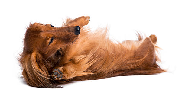 istock Dachshund, 4 years old, lying on its back 517471710