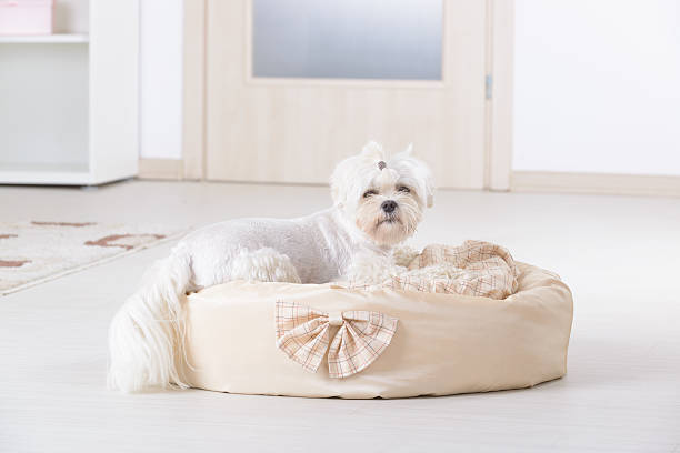 istock Dog on the dog bed 517471769