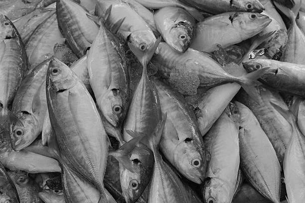 istock Fresh Mackerel on a market,black and white 517472116