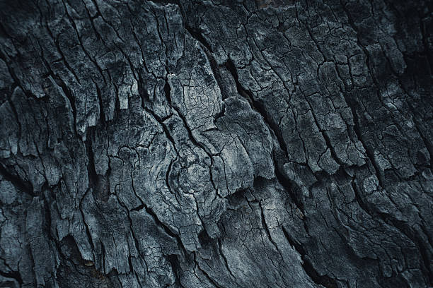 istock dark wooden bark tree texture for background. 517472470