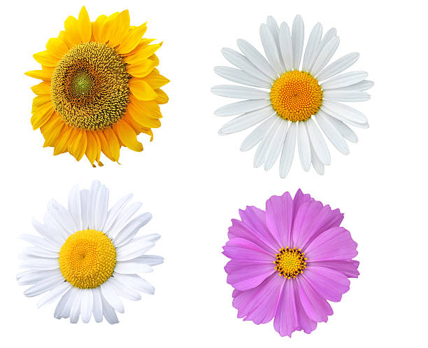 słonecznika, stokrotka i fioletowe kwiaty, na białym tle - single flower sunflower daisy isolated zdjęcia i obrazy z banku zdjęć