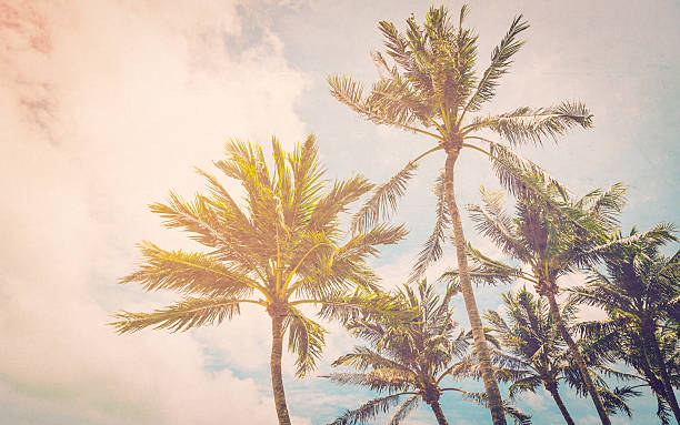 istock Coconut palm on sea beach with vintage effect. 517473312