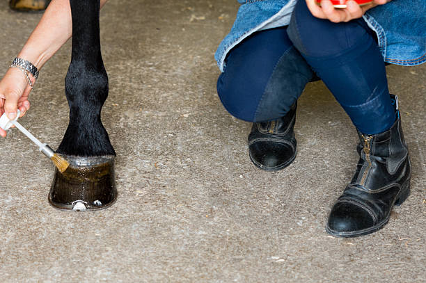 istock Hoof care in the stable 517473318