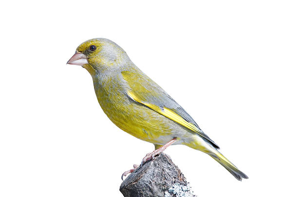 verderón común en una rama, aislado en blanco - green finch fotografías e imágenes de stock