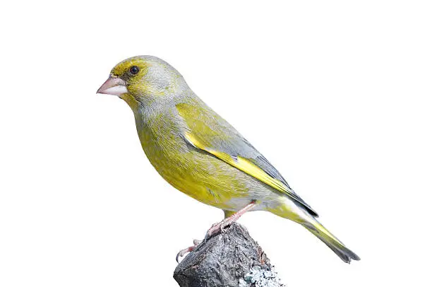 Photo of greenfinch perching on a branch, isolated on white