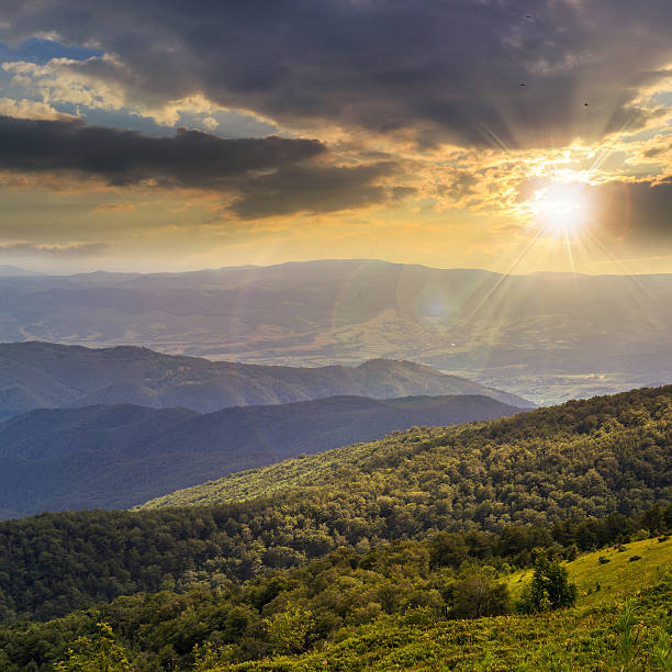 istock coniferous forest on a  mountain slope at sunset 517482737