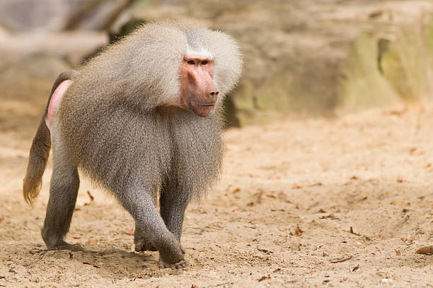 male hamadryas baboon Male hamadryas baboon is walking on the ground baboon photos stock pictures, royalty-free photos & images
