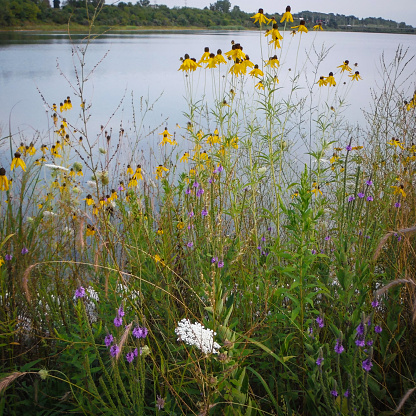 Lakeside wildflowers at Crystal Lake, Illinois