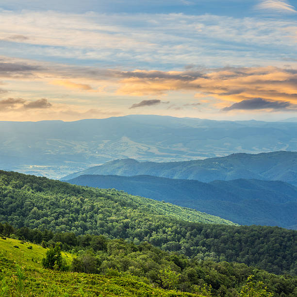 istock coniferous forest on a  mountain slope at sunrise 517483171