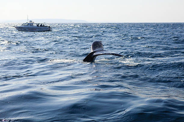istock Tail of whale and boat next to it 517483781
