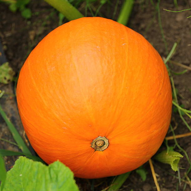 Zucca in giardino - foto stock