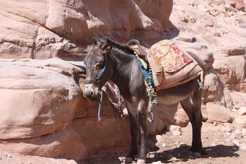 donkey with riding saddle bedoiun sad reigns