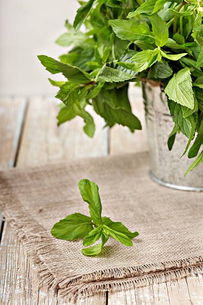 Foglie di menta fresca - foto stock