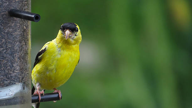 American Goldfinch Birds of Quebec bird seed stock pictures, royalty-free photos & images