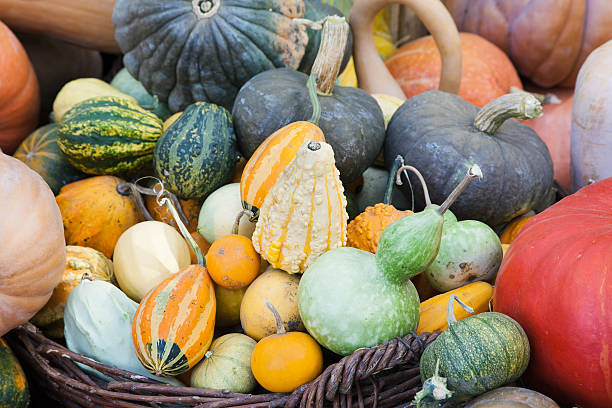 pumpkins and squash stock photo