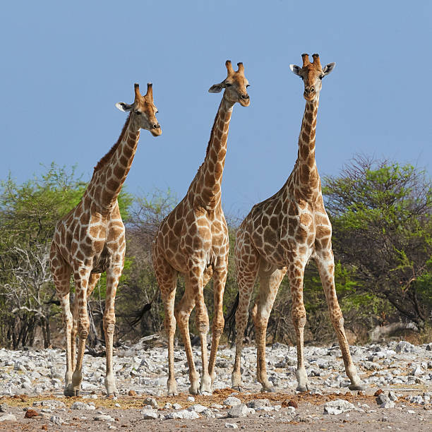 istock three giraffes in the Etosha National Park 517485395