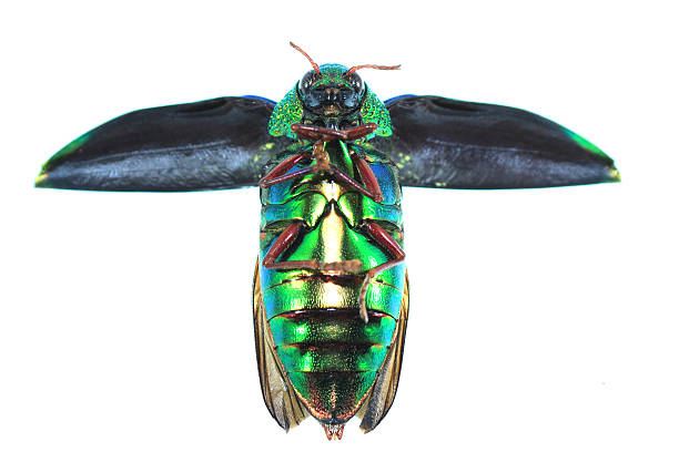 istock Jewel beetle color green thailand 517485405