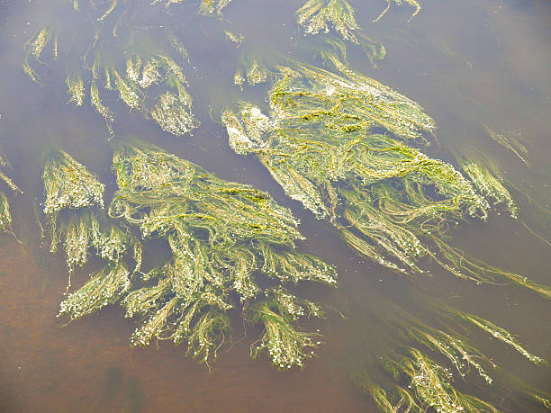 istock lubbers plants in the river 517485797