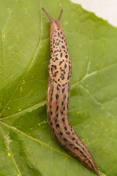 istock Close up of Spotted Leopard Slug 517486917