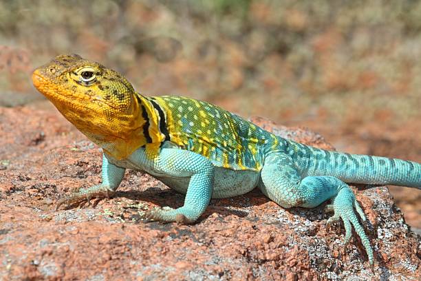 западная collard ящерица (crotaphytus collaris) - lizard collared lizard reptile animal стоковые фото и изображения