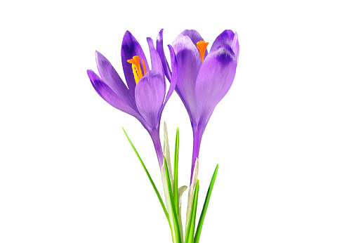 Photo of two purple crocuses, isolated on white