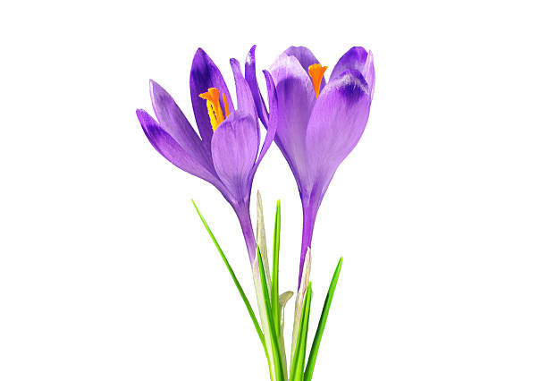 Two purple crocuses, isolated on white stock photo