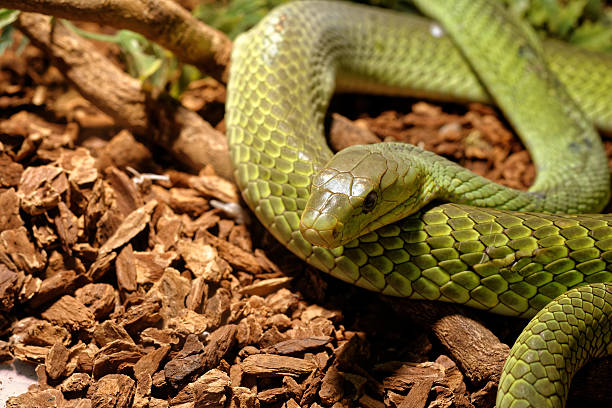 istock Snake in the terrarium - Green rat snake 517487382