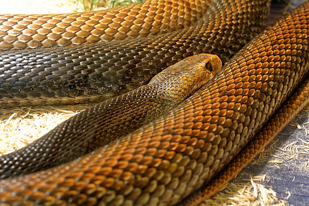istock Snake in the terrarium - Coastal taipan 517487480