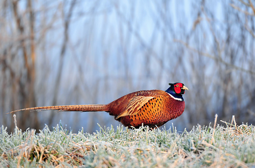 Photo of wild pheasant standing in a frost covered field