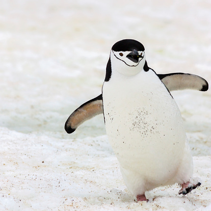 A happy chinstrap penguin in Antarctica.