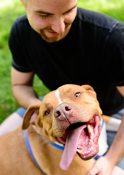 istock Happy Dog with his Tongue Out 517488403
