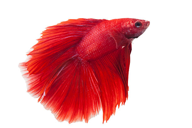 сиамская боевая рыба - siamese fighting fish tropical fresh water fish fishbowl fighting fish стоковые фото и изображения