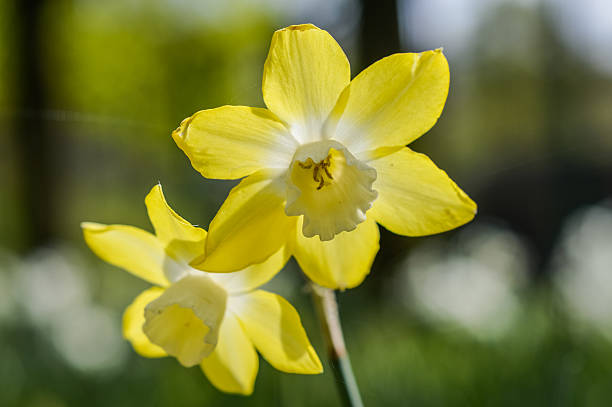 flower heads of Narcissus Pipit Outstanding. Two to three heads of clear lemon, the cups fading to almost white. Scented and long lasting. Borders, grass or pots.   paperwhite narcissus stock pictures, royalty-free photos & images