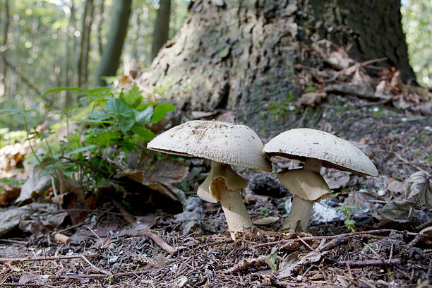 cavalo cogumelos (agaricus arvensis - soil saprophyte - fotografias e filmes do acervo