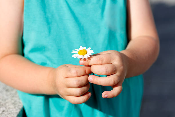 istock Small girl holds beautiful daisy in her hand 517489237