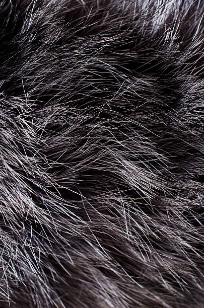 istock Background of dark fur 517489302