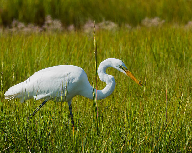 airone bianco maggiore pesca - cape cod new england sea marsh foto e immagini stock