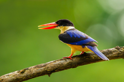 Left side close up of  Black-capped Kingfisher (Halcyon pileata) catch on the branch in nature of Thailand