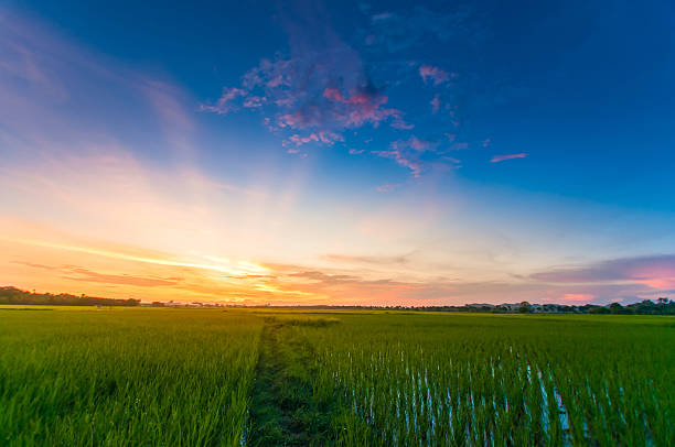 Green rice fild with evening sky