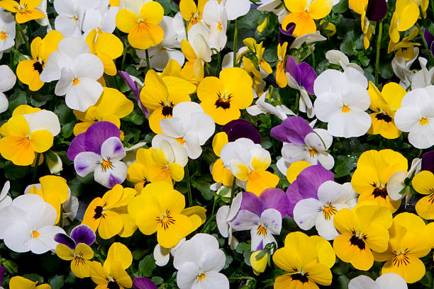 istock mixed pansies in garden 517490186
