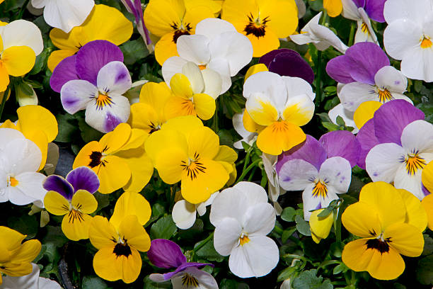 istock mixed pansies in garden 517490286