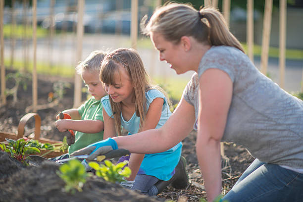 istock Planting Swiss Chard 517490322