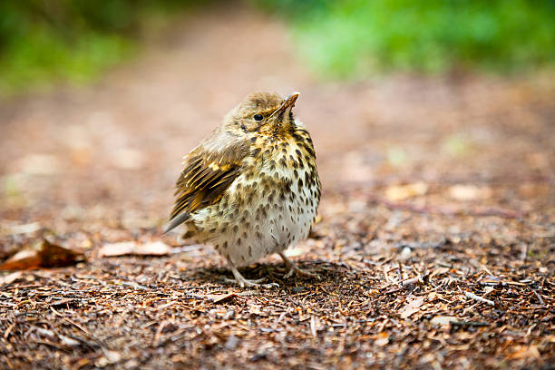 małe throstle raczkujący, - hermit warbler zdjęcia i obrazy z banku zdjęć