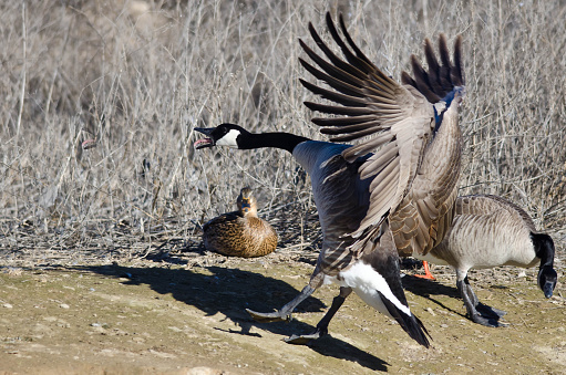 Canada Goose Squawking As It Comes In For Landing