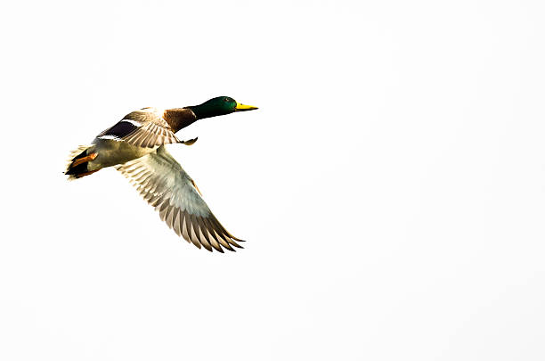 istock Mallard Duck Flying Against a White Background 517492820